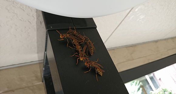 3,蜂の退治、その場で蜂の巣を駆除します。