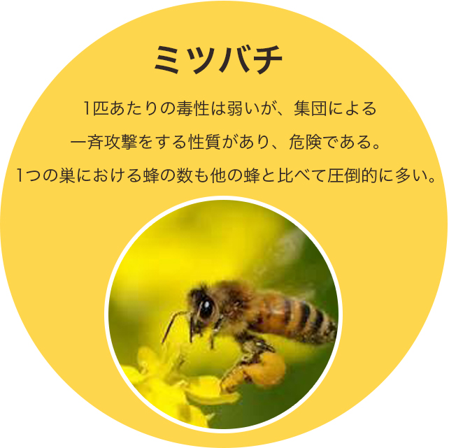 ミツバチ