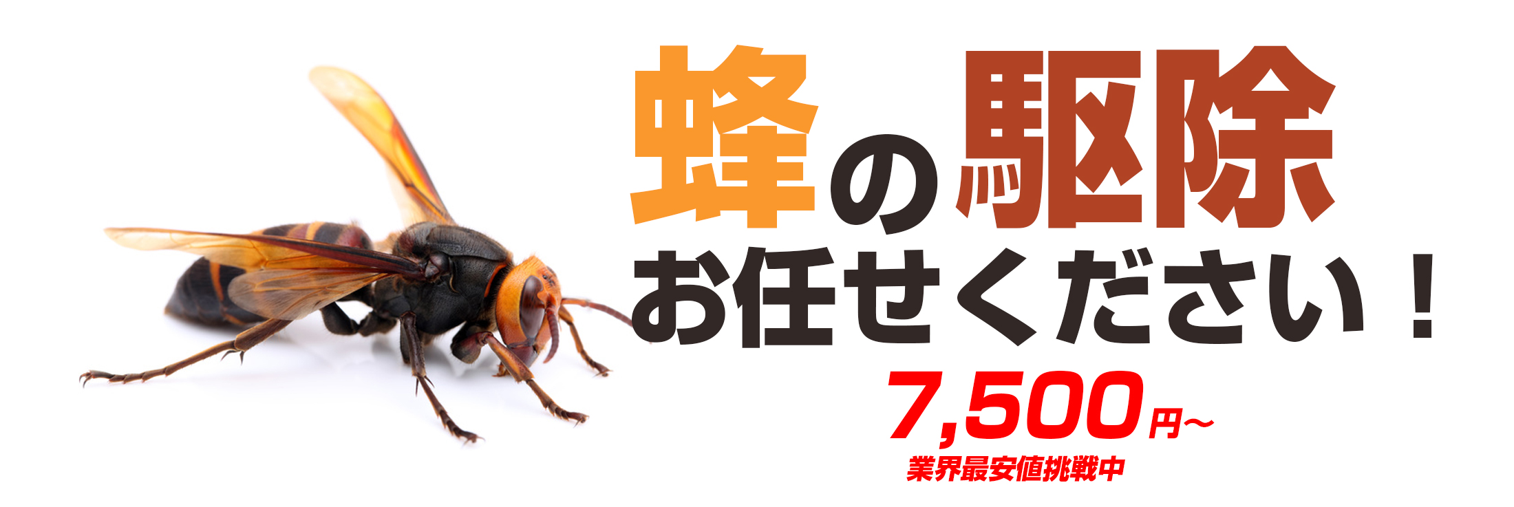蜂の駆除お任せください。千葉、東京、埼玉、茨城の各県で蜂に関するお悩み、蜂の駆除お任せください。迅速な対応で最短30分でお宅に伺います。料金は、蜂の巣駆除業界で最安値の7500円から。アフターフォローも完璧。蜂の巣を駆除した場所と同じ場所に巣が作られにくくする薬剤を散布します。万が一、6ヵ月以内に同じ場所に再度巣が作られた場合は無料で駆除致します。
